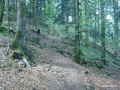 Entre les sapins, et au milieu des roches, le sentier se poursuit